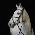 GFS PS Grackle Bridle